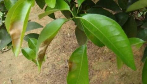 茶树不开花是什么原因？如何解决？