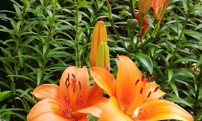 百合花代表什么？百合花花语和寓意有哪些常见问题解答？