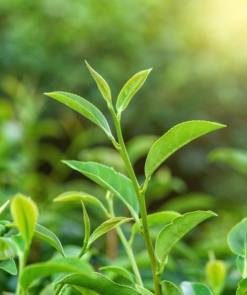 茶树生长习性特点是什么？生长环境条件有哪些？