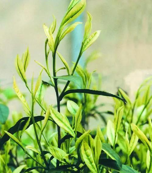 茶树生长习性特点是什么？生长环境条件有哪些？