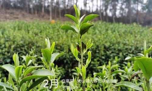 茶树的生长周期是多长时间？如何管理以提高产量？