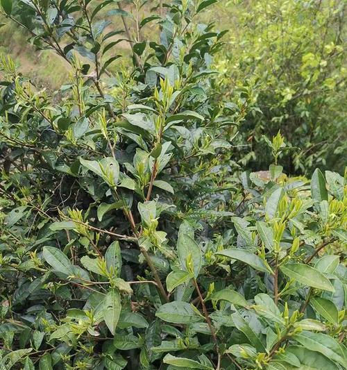 茶树的生长周期是多长时间？如何管理以提高产量？