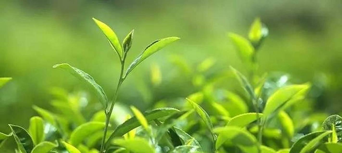 茶树的生长周期是多长时间？如何管理以提高产量？