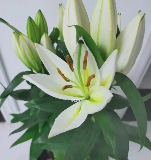 百合花开代表什么？如何理解百合花的象征意义？