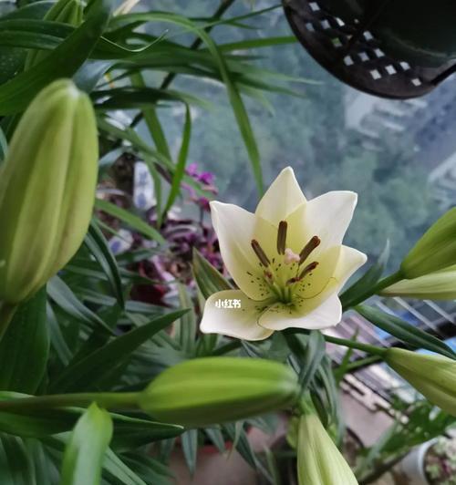 百合花开代表什么？如何理解百合花的象征意义？