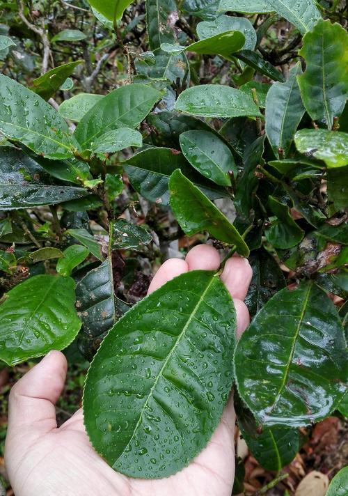 茶树掉叶子怎么办？如何有效预防和处理？