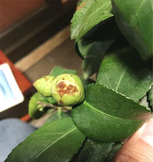 茶树掉叶子怎么办？如何有效预防和处理？
