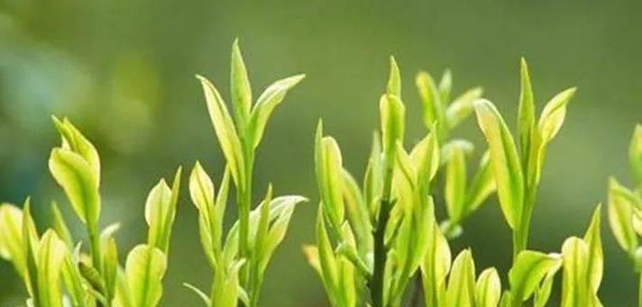 茶树多久浇一次水？如何正确掌握浇水频率？