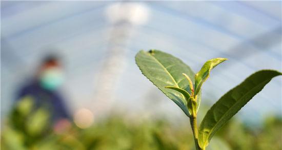 茶树多久浇一次水？如何正确掌握浇水频率？