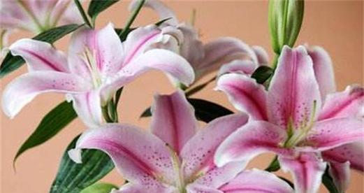 百合花送几朵代表什么？不同数量的百合花寓意有何不同？