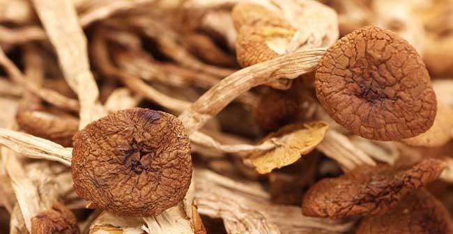 茶树菇生长环境条件是什么？其特点有哪些？