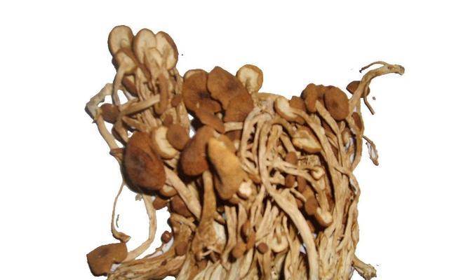 茶树菇生长环境条件是什么？其特点有哪些？