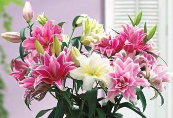 百合花象征什么？了解百合花的深层含义和文化象征？