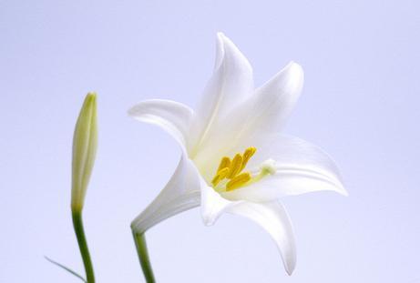 百合花象征什么？了解百合花的深层含义和文化象征？