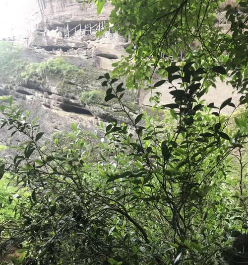 茶树菇通常生长在哪些地方？如何辨别野生与人工种植的茶树菇？