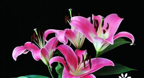 百合花象征着什么？了解百合花的深层含义和象征意义？