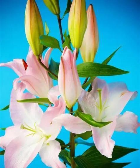 百合花象征着什么？了解百合花的深层含义和象征意义？