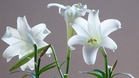 百合花象征着什么意义？了解其背后的美好寓意！