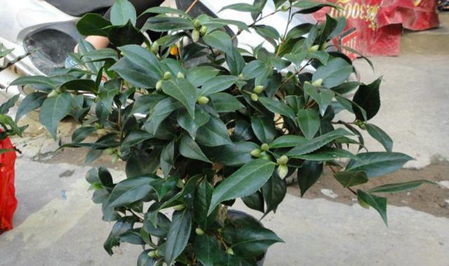 茶树花施什么肥最好？如何根据季节选择肥料？