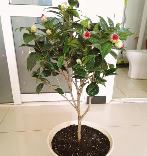 茶树花施什么肥最好？如何根据季节选择肥料？