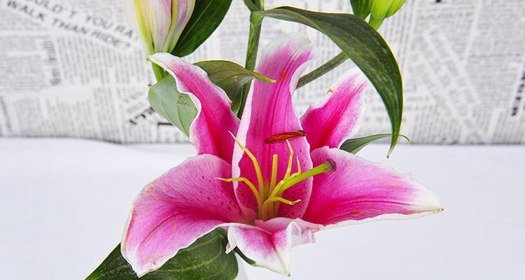 百合花象征着什么？不同颜色的百合花含义有何不同？