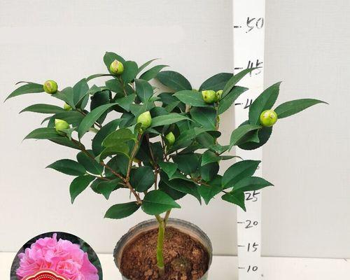 茶树花室内养殖可行吗？需要注意哪些事项？