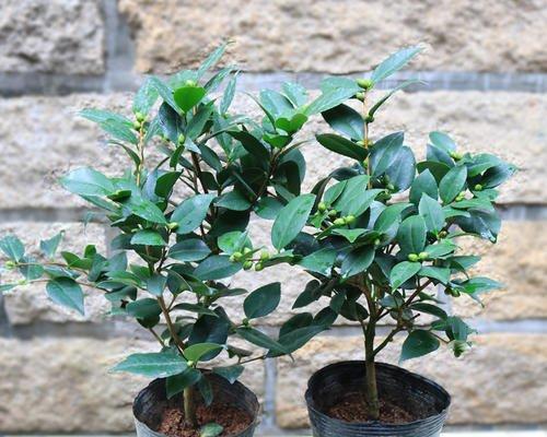 茶树花室内养殖可行吗？需要注意哪些事项？