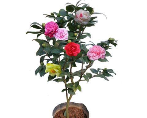 茶树花室内养殖可行吗？需要注意哪些事项？