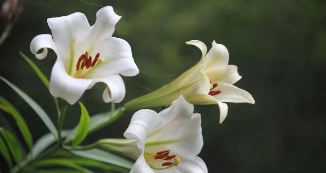 百合花语大全及寓意是什么？如何正确解读百合的花语？