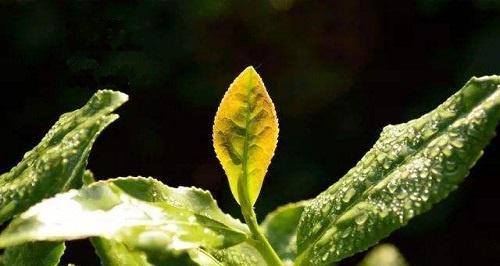 茶树黄叶病是怎么引起的？有哪些有效的治疗方法？
