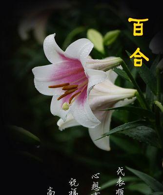 百合花语是什么意思？如何正确表达百合的花语？