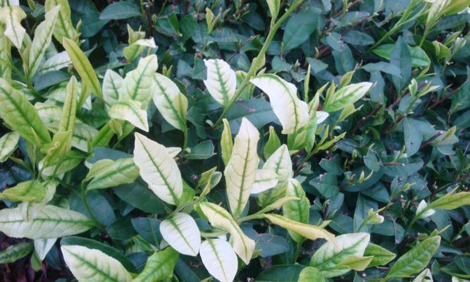 茶树黄叶病是怎么引起的？有哪些有效的治疗方法？