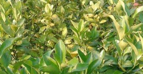 茶树黄叶病是怎么引起的？有哪些有效的治疗方法？