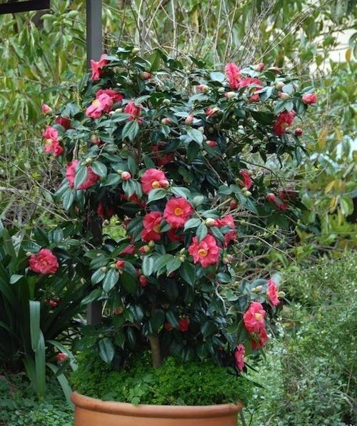 茶树会开花吗？如果会，它通常在什么时候开花？
