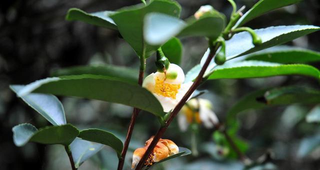 茶树会开花吗？如果会，它通常在什么时候开花？