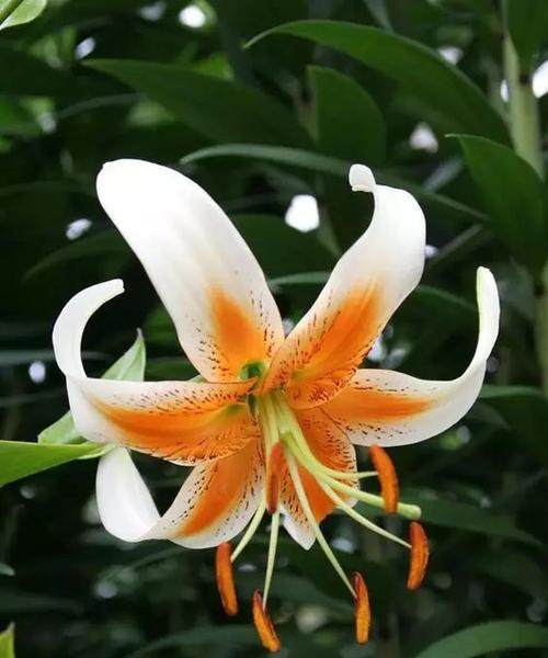 百合花代表什么？不同颜色百合的寓意有哪些不同？