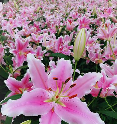 百合花代表什么？不同颜色百合的寓意有哪些不同？