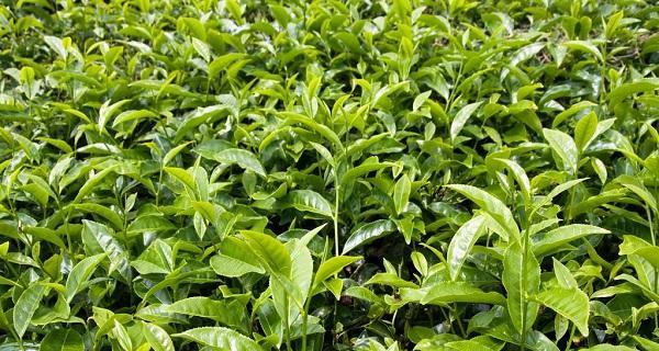 茶树几年结果实？如何正确管理以促进早结果？
