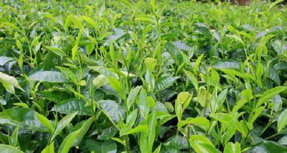 茶树几月份种植最合适？如何确保成活率高？