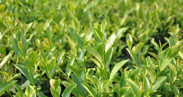 茶树几月份种植最合适？如何确保成活率高？