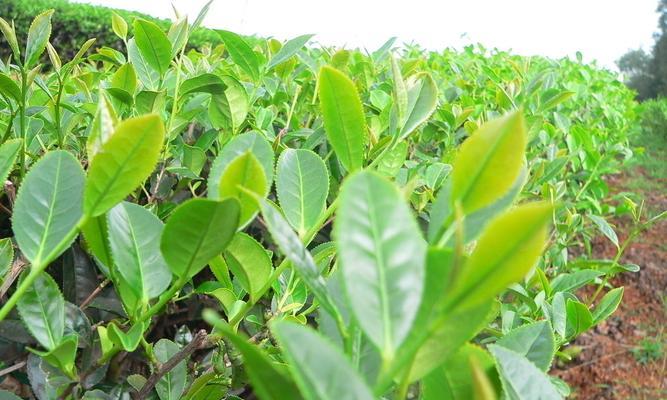 茶树几月份种植最合适？如何确保成活率高？