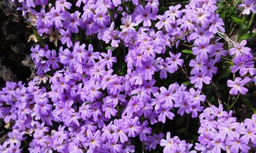 百里香的花语有哪些含义？
