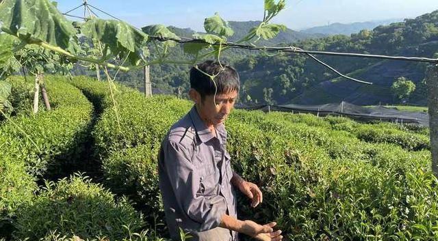 茶树浇水的正确方法是什么？如何避免过度浇水导致的根系问题？