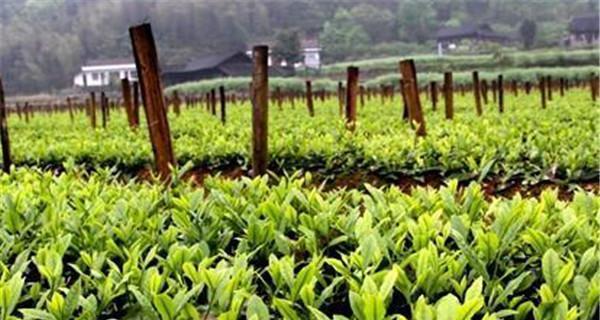 茶树浇水的正确方法是什么？如何避免过度浇水导致的根系问题？