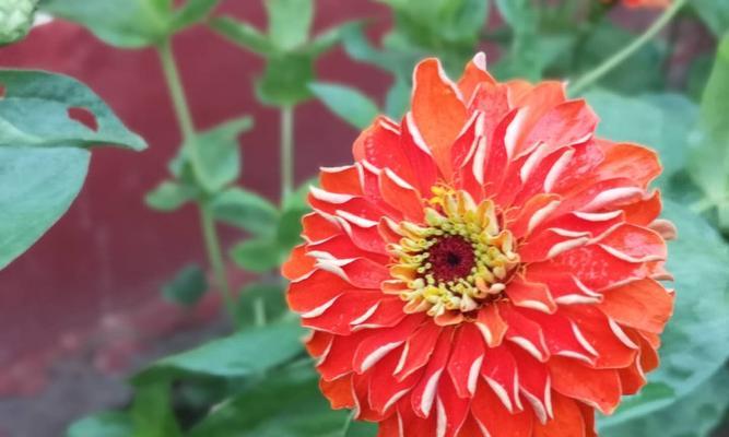 百日草花语有哪些含义？如何正确解读百日草的花语？