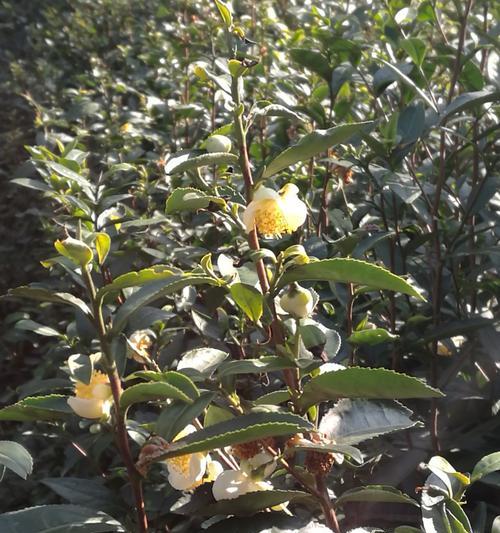 茶树会开花吗？花期持续多久？