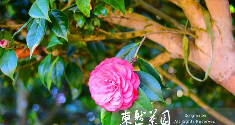 茶树会开花吗？花期持续多久？