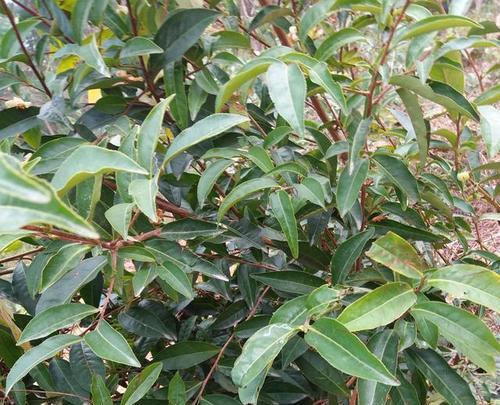 茶树会开花吗？花期持续多久？