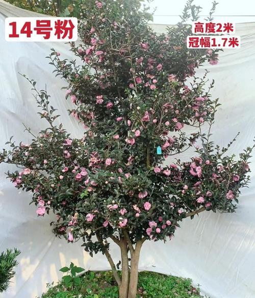 茶树可以种在院子里吗？院子里种植茶树的注意事项是什么？