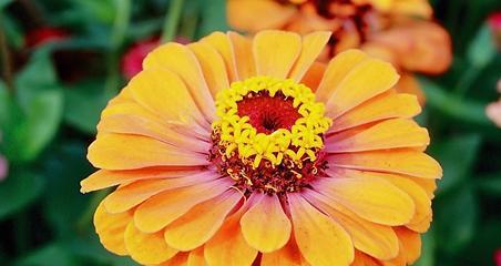 百日菊花语代表什么含义？常见问题有哪些？
